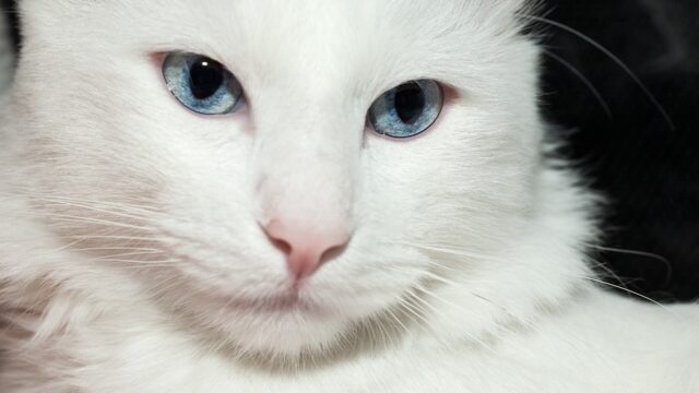 Cara de un gato angora turco blanco de ojos azules