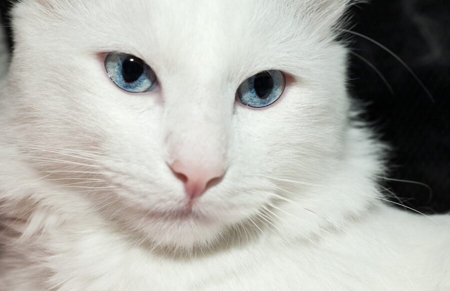 Razas de gatos: 40 razas por su pelo, su tamaño y su carácter 5 Cara de un gato angora turco blanco de ojos azules
