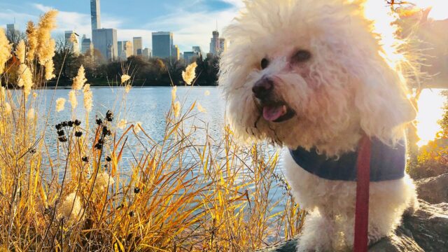Bichón frisé blanco junto a un lago, con edificios al fondo