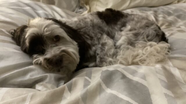 Bichón habanero gris y negro echado sobre una cama