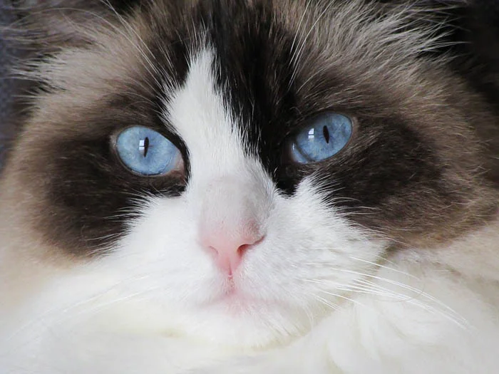 el ragdoll