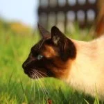 Felino de raza siamés asechando