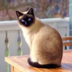 Gato de raza siamés en la mesa
