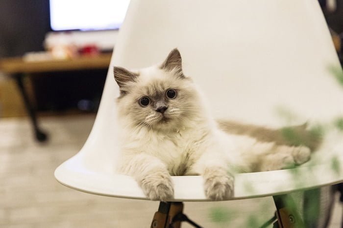 gato raza ragdoll