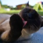 Los felinos siameses aman acicalarse