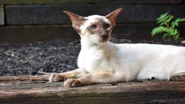 Gato siamés de puntas oscuras echado sobre una viga de madera