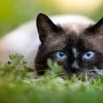 Gato siamés en el prado
