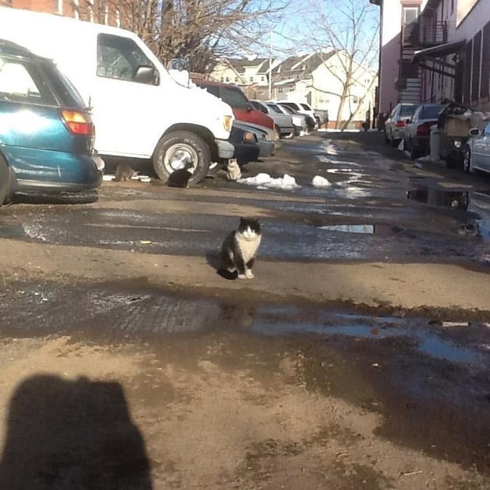 Gato sin hogar Gato sin hogar