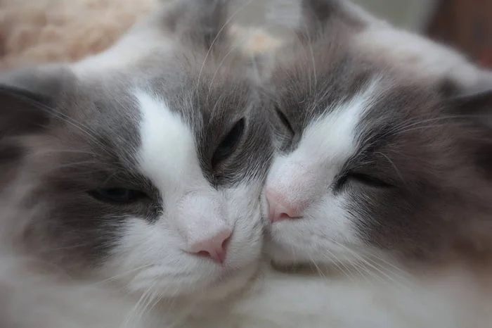 gatos ragdoll