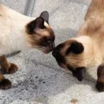 Pareja de gatos siameses