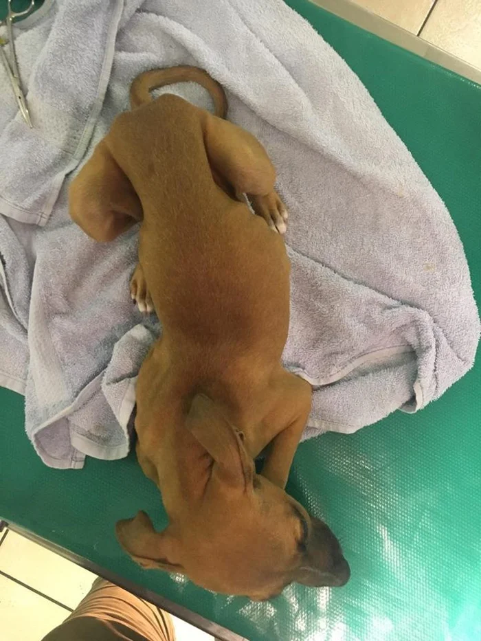 Ella pesaba solo 8 libras