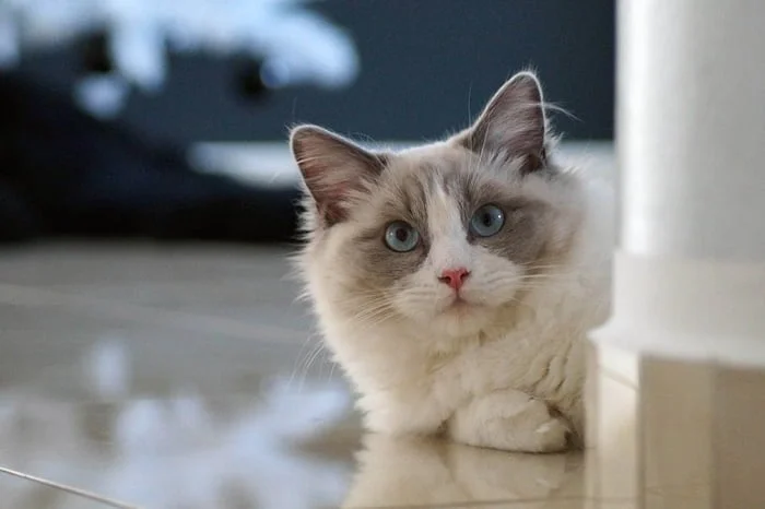 raza ragdoll