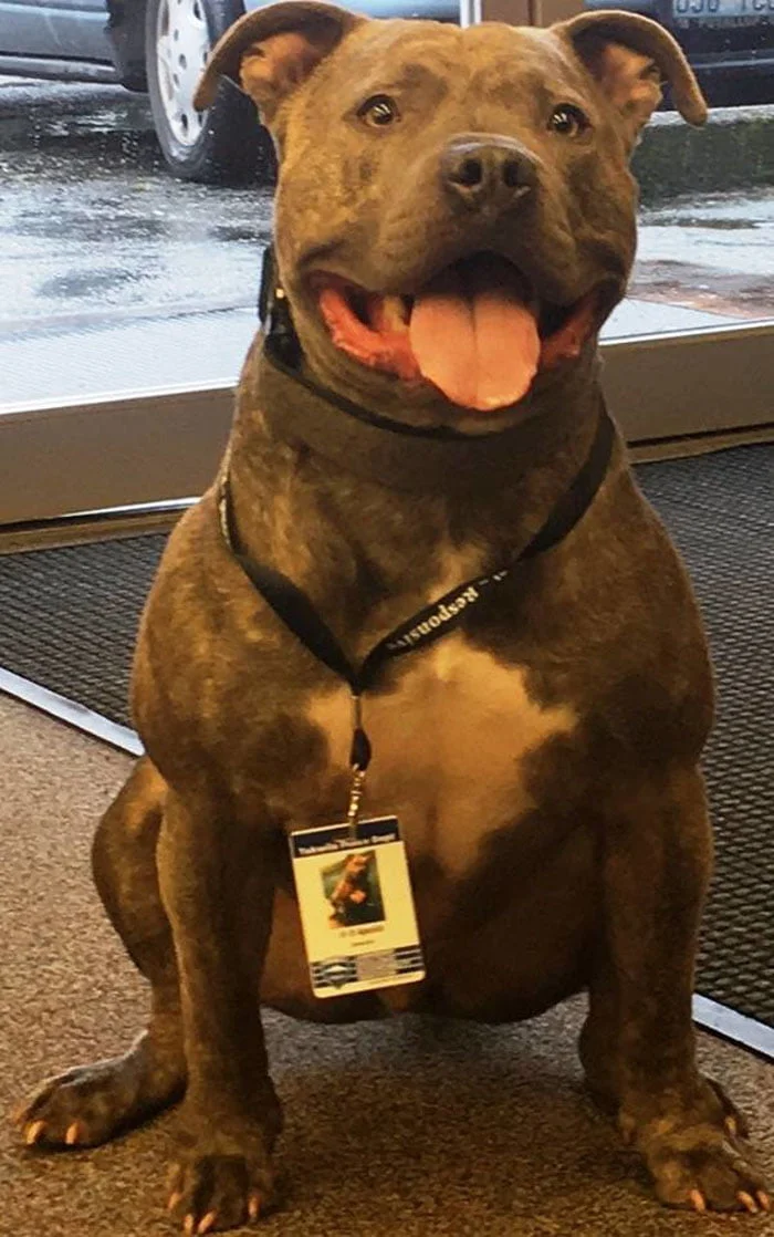 Apolo Apolo ahora es un agente K-9