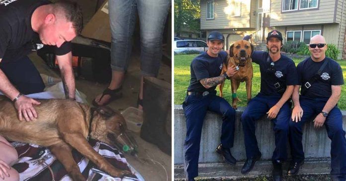 Bomberos salvaron a un perro con RCP tras rescatarlo de un incendio