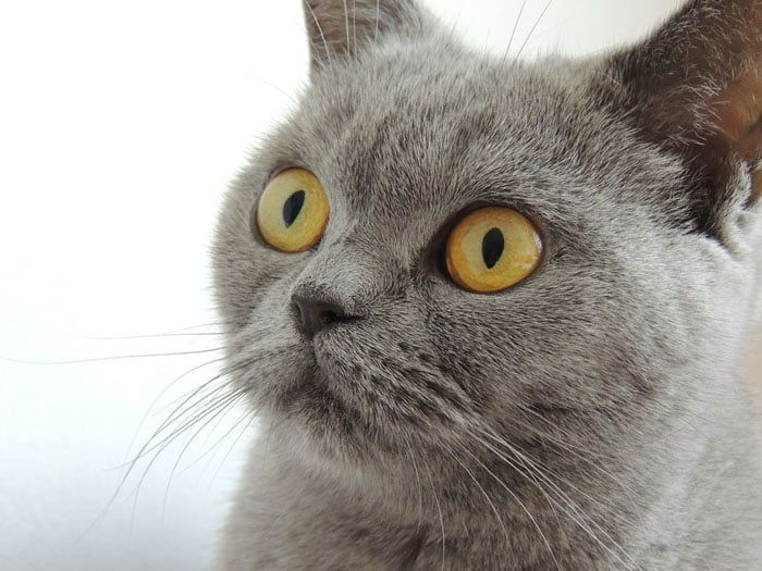 British Shorthair, cuidados, comportamiento y características