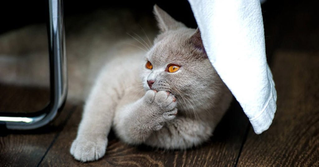 British Shorthair, cuidados, comportamiento y características