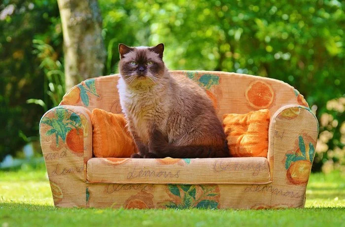 British Shorthair British Shorthair