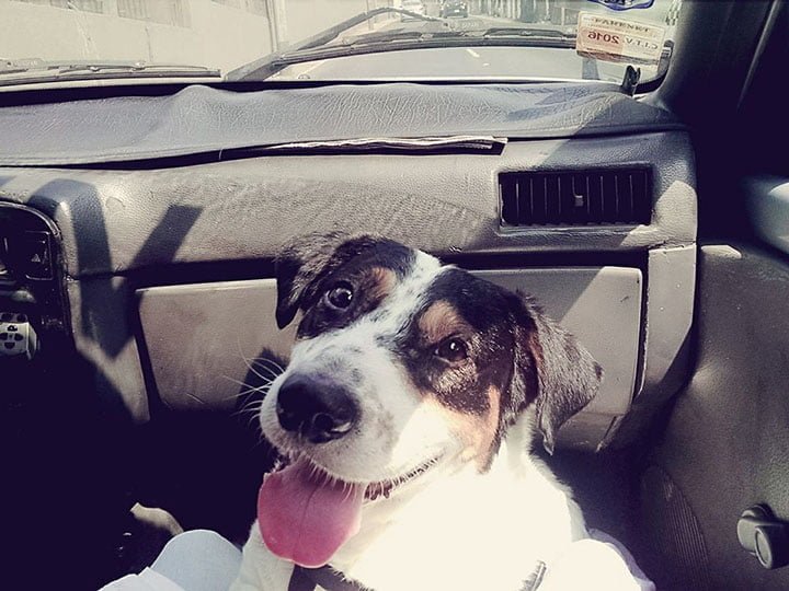 Cabezon en el auto