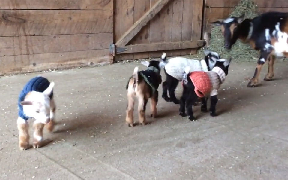Cabras bebés aprenden a saltar por primera vez