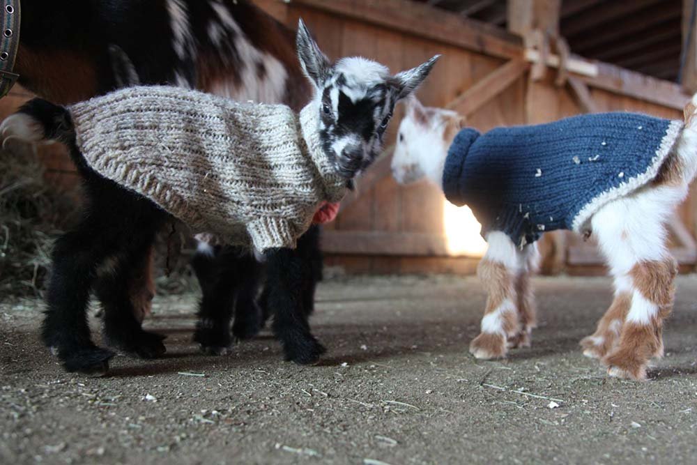 Cabras con suéteres