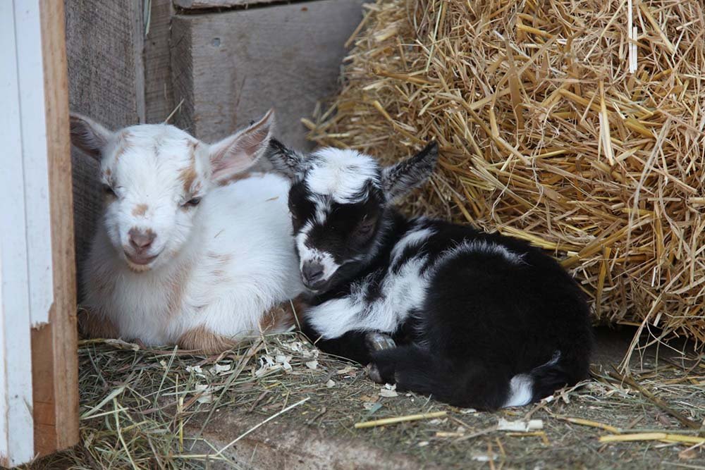 Cabras saltan por primera vez