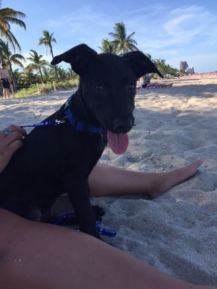 Cachorro Cachorro