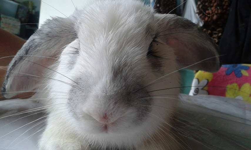Conejo