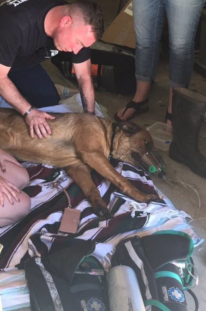 Sampson El perro ahora está a salvo