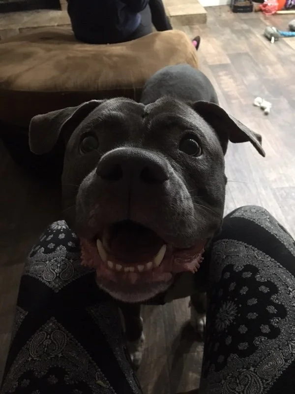 Electra adoptada