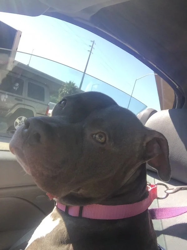 Electra en el auto