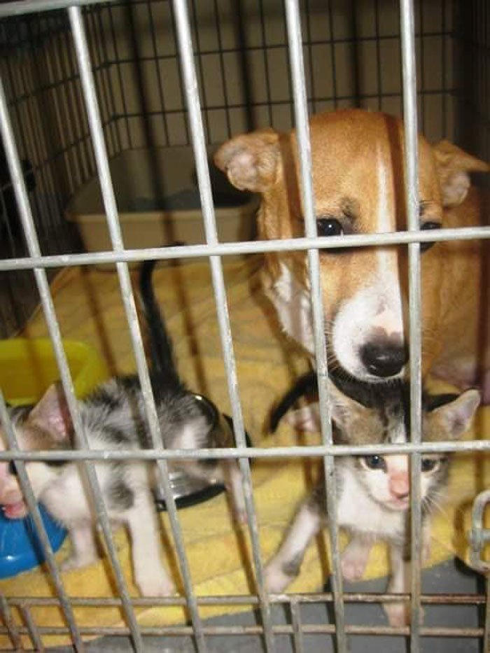 Esperanza y los gatitos Ella cuidó de los pequeños felinos