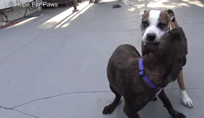 Cassandra Ella se la lleva bien con otros perros