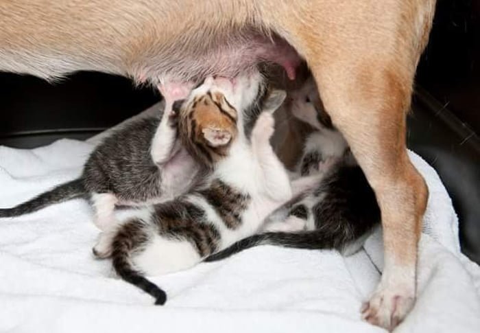 Esperanza y los gatitos Esperanza amamanto a los gatos huérfanos