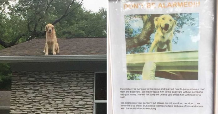 Este perro ama subir al tejado de su casa para contemplar el mundo