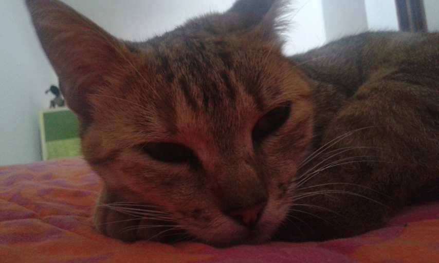Gata Gata