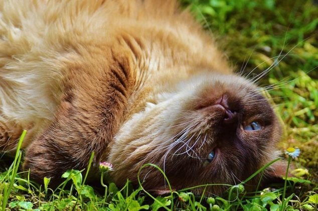 British Shorthair, cuidados, comportamiento y características