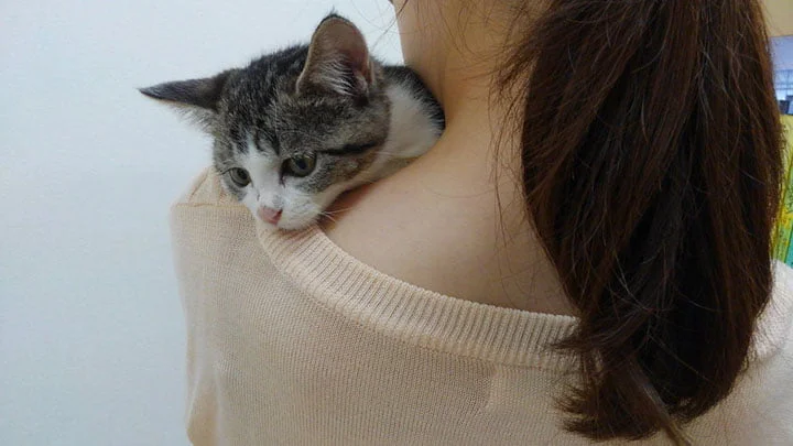 Gato adoptado