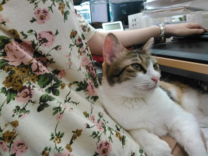 Gato en compañía japonesa