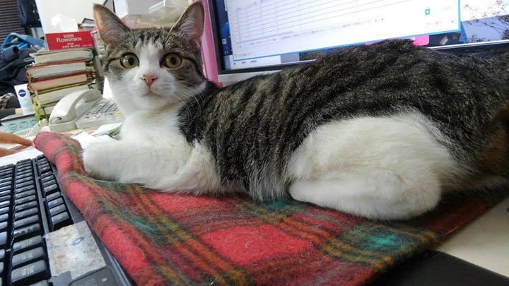 Gato en oficina