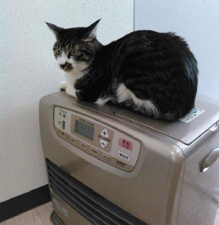 Gato rescatado