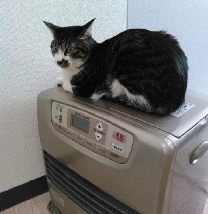Gato rescatado
