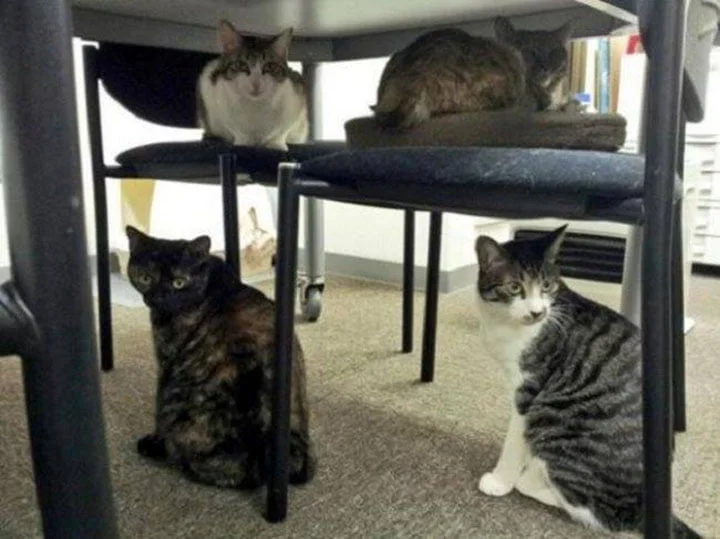 Gatos en Ferray Corporation