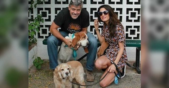George y Amal Clooney donan $10000 a un refugio animal en California George y Amal Clooney donan $10000 a un refugio animal en California