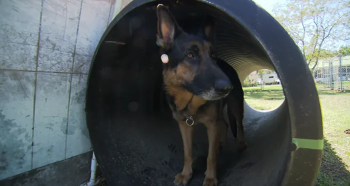 Hero es un perro increíble