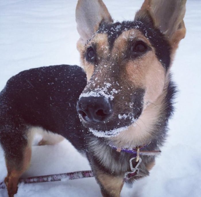 Honey Honey conoció la nieve