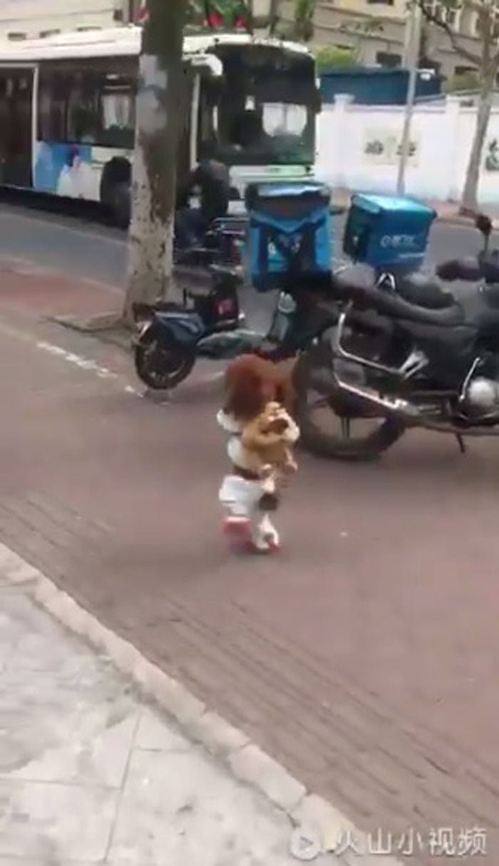 Smol Bean La verdad detrás de los perros que caminan erguidos