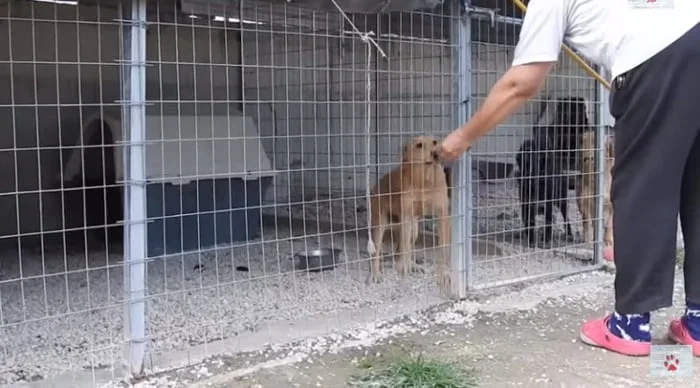 Linda alimentando a uno de sus perros de rescate