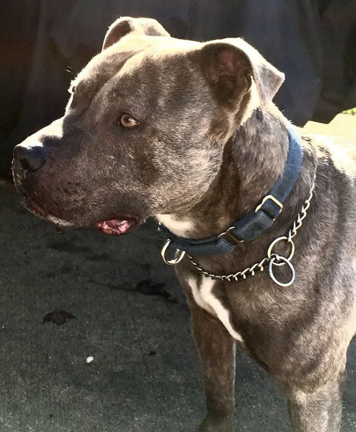 Apolo Nadie quería a este perro