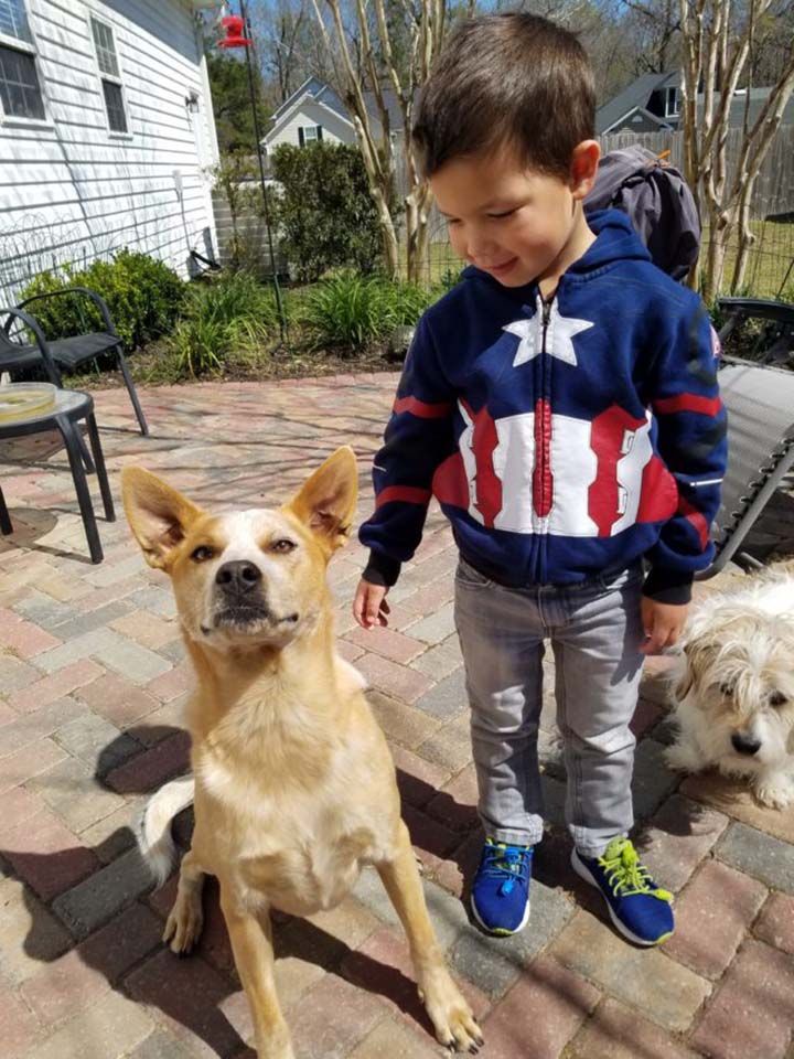 Niño y sus perros
