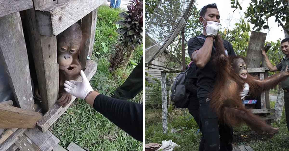 Orangután fue liberado tras pasar dos años en una caja de madera